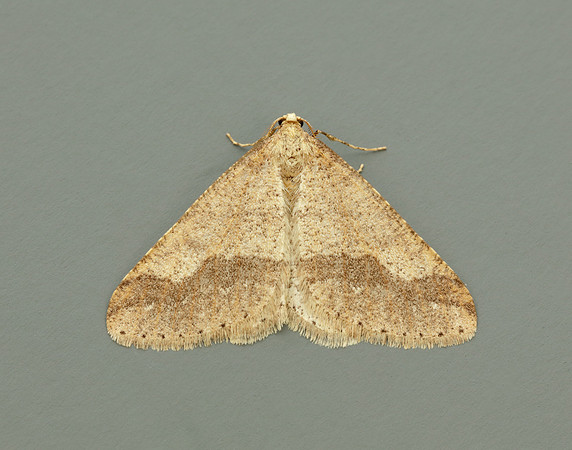 70.255 BF1934 Dotted Border Agriopis marginaria