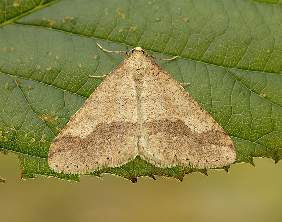 70.255 BF1934 Dotted Border Agriopis marginaria