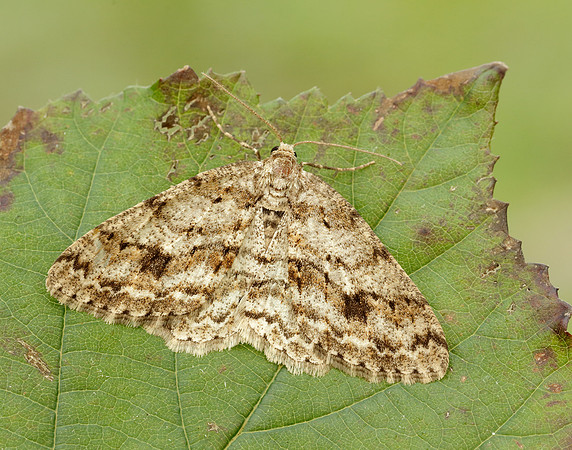 70.270 BF1947 Engrailed Ectropis crepuscularia