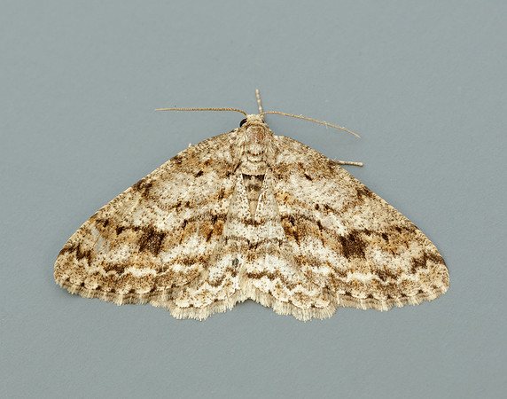 70.270 BF1947 Engrailed Ectropis crepuscularia
