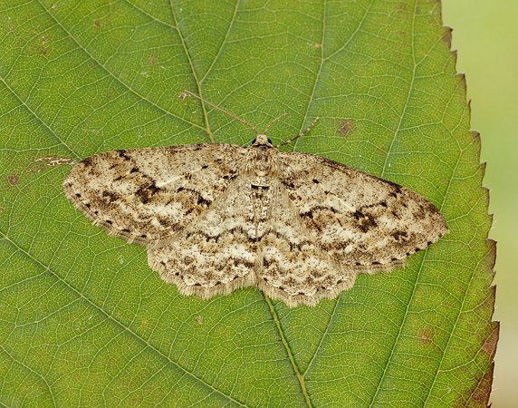 70.270 BF1947 Engrailed Ectropis crepuscularia