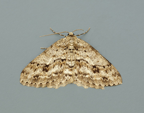 70.270 BF1947 Engrailed Ectropis crepuscularia