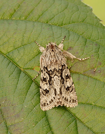 73.069 BF2243 Early Grey Xylocampa areola