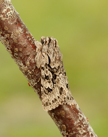 73.069 BF2243 Early Grey Xylocampa areola