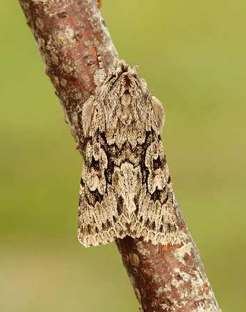 73.069 BF2243 Early Grey Xylocampa areola