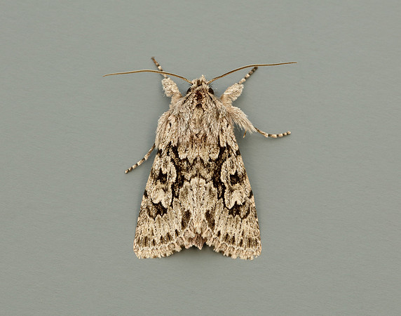 73.069 BF2243 Early Grey Xylocampa areola