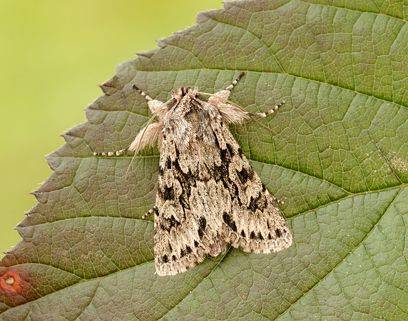 73.069 BF2243 Early Grey Xylocampa areola