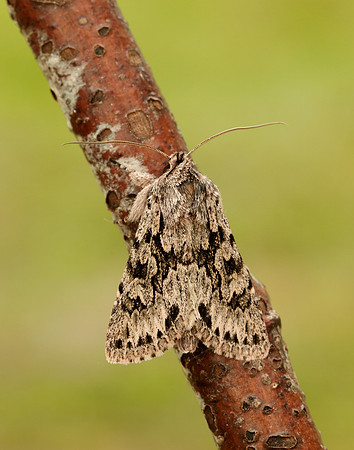 73.069 BF2243 Early Grey Xylocampa areola