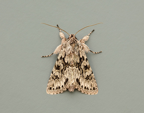 73.069 BF2243 Early Grey Xylocampa areola