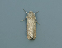 73.087 BF2385 Small Mottled Willow Spodoptera exigua