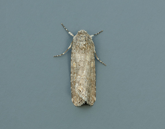 73.087 BF2385 Small Mottled Willow Spodoptera exigua