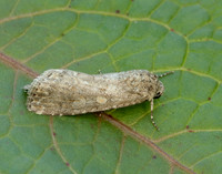 73.087 BF2385 Small Mottled Willow Spodoptera exigua