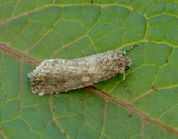 73.087 BF2385 Small Mottled Willow Spodoptera exigua