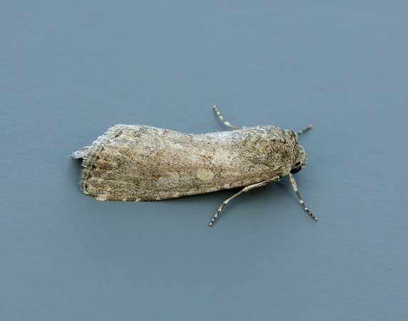 73.087 BF2385 Small Mottled Willow Spodoptera exigua