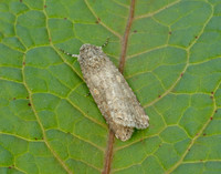 73.087 BF2385 Small Mottled Willow Spodoptera exigua