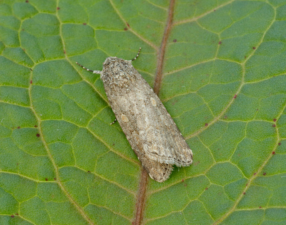 73.087 BF2385 Small Mottled Willow Spodoptera exigua