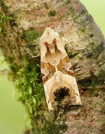 73.113 BF2306 Angle Shades Phlogophora meticulosa
