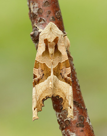 73.113 BF2306 Angle Shades Phlogophora meticulosa