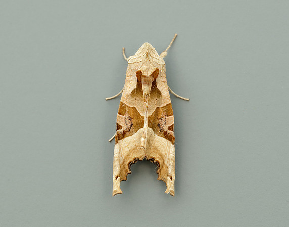 73.113 BF2306 Angle Shades Phlogophora meticulosa