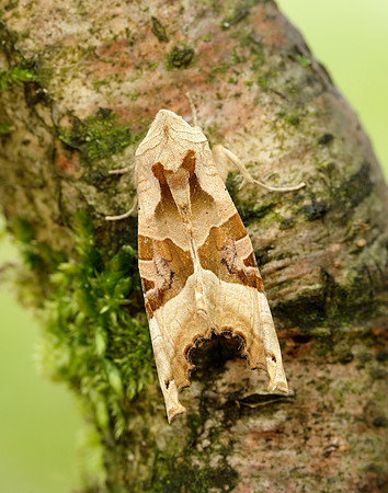 73.113 BF2306 Angle Shades Phlogophora meticulosa