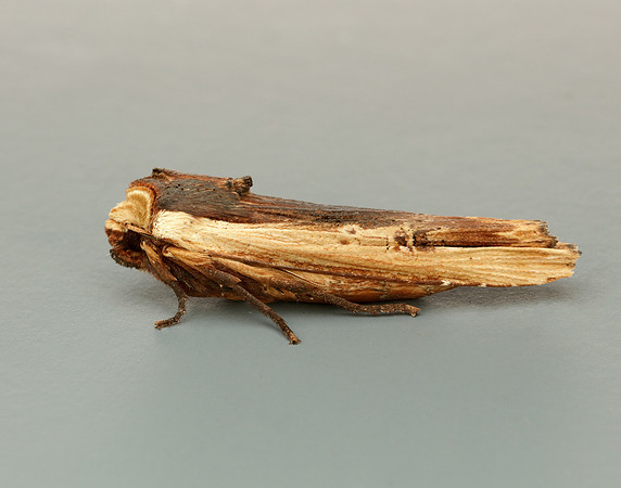 73.209 BF2241 Red Sword-grass Xylena vetusta
