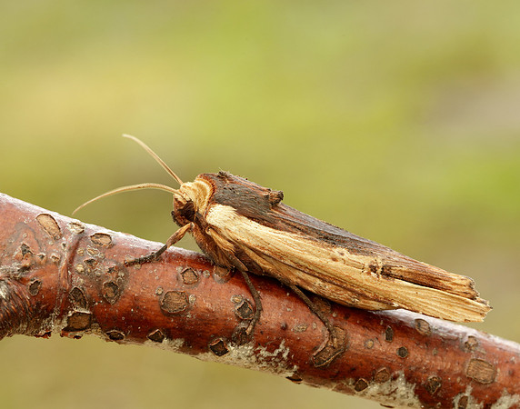 73.209 BF2241 Red Sword-grass Xylena vetusta