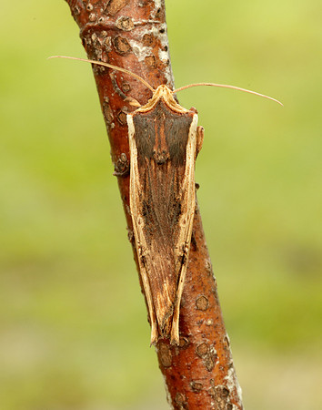 73.209 BF2241 Red Sword-grass Xylena vetusta