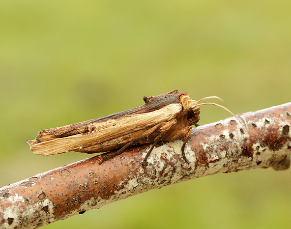 73.209 BF2241 Red Sword-grass Xylena vetusta