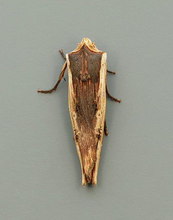 73.209 BF2241 Red Sword-grass Xylena vetusta