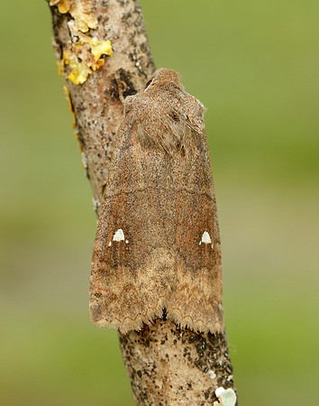 73.210 BF2256 Satellite Eupsilia transversa