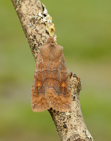 73.210 BF2256 Satellite Eupsilia transversa