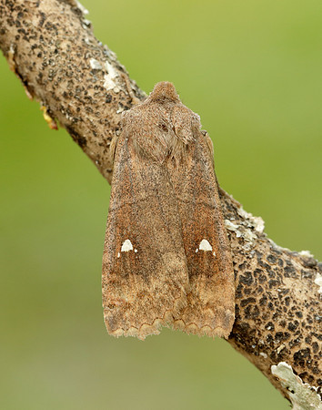 73.210 BF2256 Satellite Eupsilia transversa