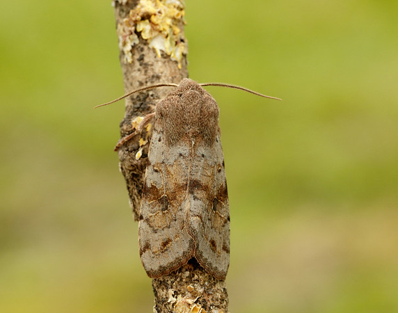 73.242 BF2188 Clouded Drab Orthosia incerta