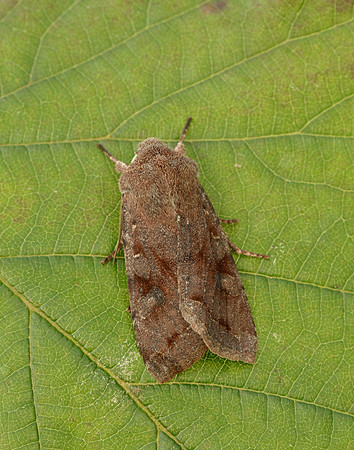 73.242 BF2188 Clouded Drab Orthosia incerta