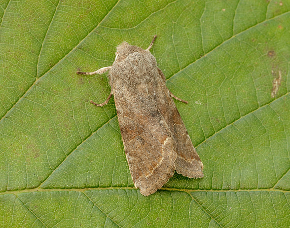 73.242 BF2188 Clouded Drab Orthosia incerta