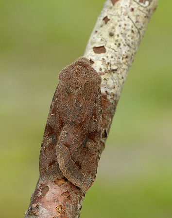 73.242 BF2188 Clouded Drab Orthosia incerta