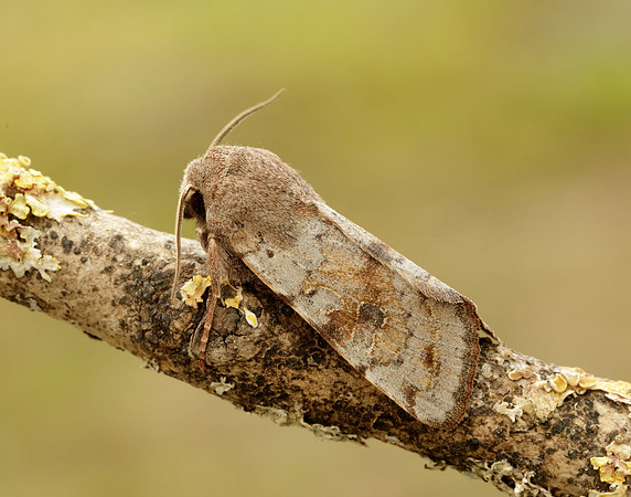 73.242 BF2188 Clouded Drab Orthosia incerta
