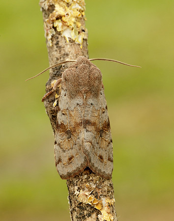 73.242 BF2188 Clouded Drab Orthosia incerta