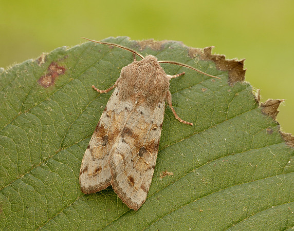 73.242 BF2188 Clouded Drab Orthosia incerta