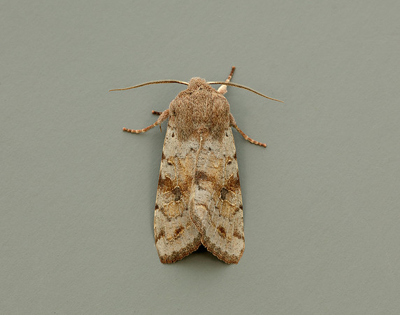 73.242 BF2188 Clouded Drab Orthosia incerta