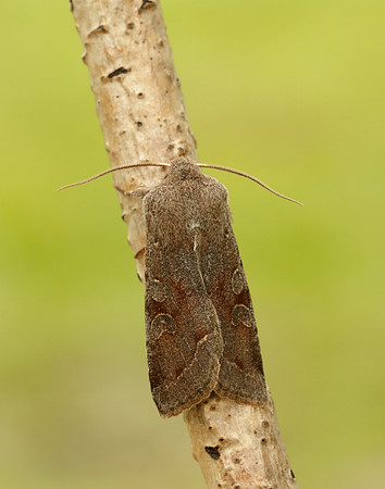73.242 BF2188 Clouded Drab Orthosia incerta