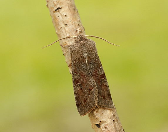 73.242 BF2188 Clouded Drab Orthosia incerta