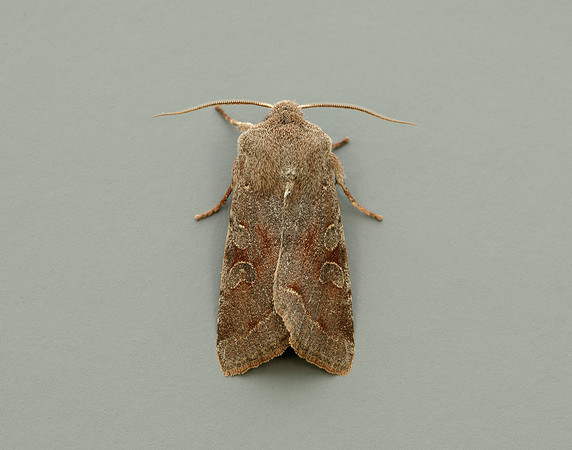 73.242 BF2188 Clouded Drab Orthosia incerta