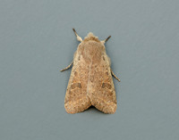 73.245 BF2182 Small Quaker Orthosia cruda