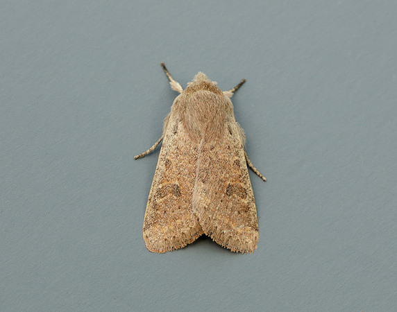 73.245 BF2182 Small Quaker Orthosia cruda