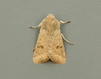 73.245 BF2182 Small Quaker Orthosia cruda