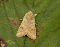 73.245 BF2182 Small Quaker Orthosia cruda