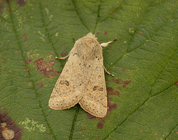 73.245 BF2182 Small Quaker Orthosia cruda