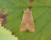 73.245 BF2182 Small Quaker Orthosia cruda