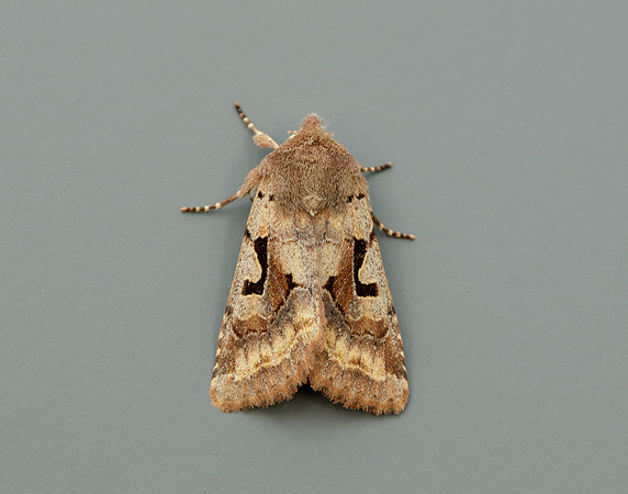 73.249 BF2190 Hebrew Character Orthosia gothica